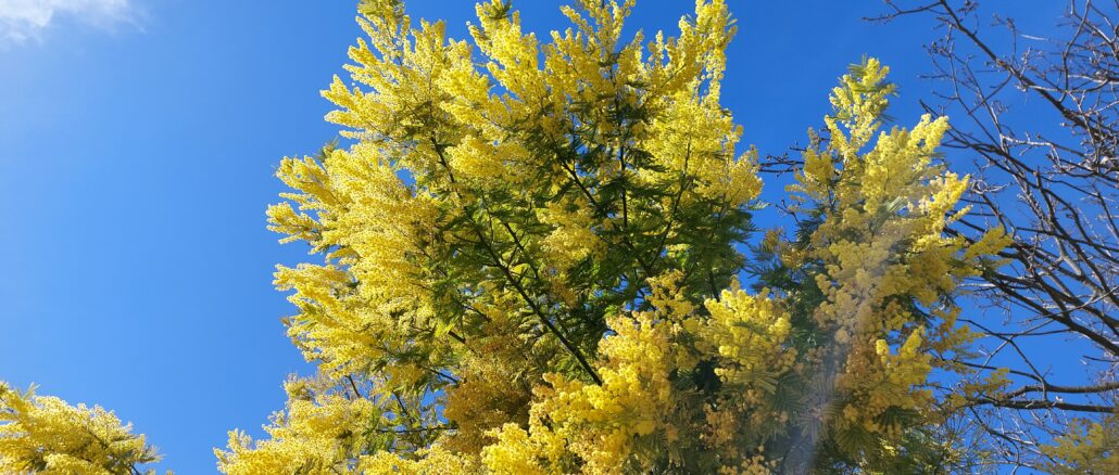: Paysage de Tanneron sur la Route du Mimosa, collines lumineuses et floraison jaune en hiver.