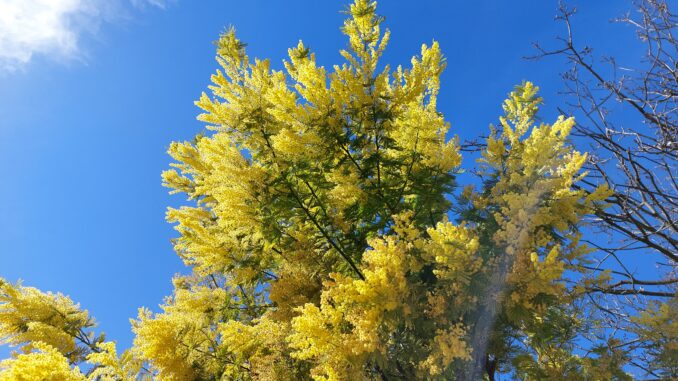 : Paysage de Tanneron sur la Route du Mimosa, collines lumineuses et floraison jaune en hiver.