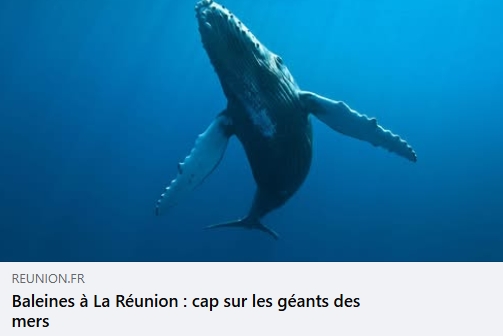 Les secrets des baleines à La Réunion